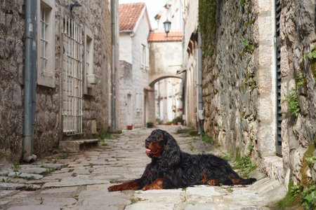 Gordon Setter resting in a narrow alleyの写真素材