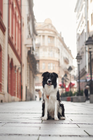 Border collie sitting in city laneの写真素材