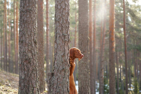 Viszla standing tall in forest sunlight