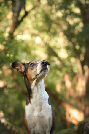 dog close-up in a forest