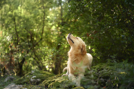 Golden retriever in a forestの写真素材
