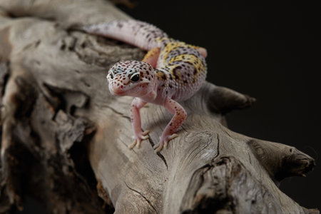Leopard Gecko on Driftwoodの写真素材