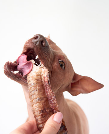 American Hairless Terrier biting into a rib boneの写真素材