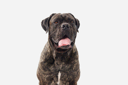 Cane Corso looking sideways on white background indoorsの写真素材