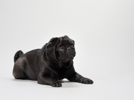 Playful black pug on white backgroundの写真素材