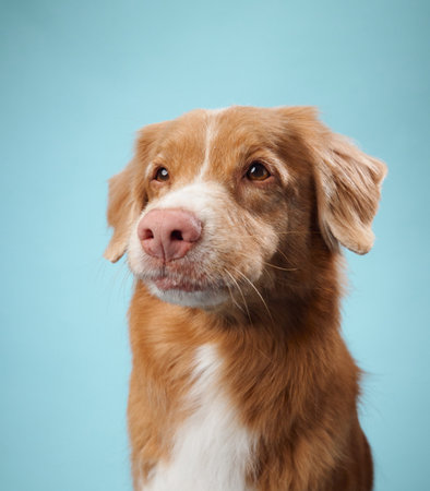 Nova Scotia Duck Tolling Retriever with a calm expressionの写真素材