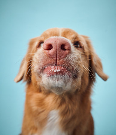 Nova Scotia Duck Tolling Retriever close-up with tongue outの写真素材