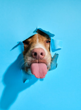 Nova Scotia Duck Tolling Retriever licking nose through blue paperの写真素材