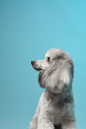 Side profile of a standard poodle in blue studioの写真素材