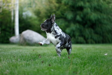 French Bulldog Relaxing at Duskの写真素材