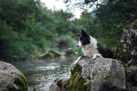 Border Collie looking over river in forest settingの写真素材