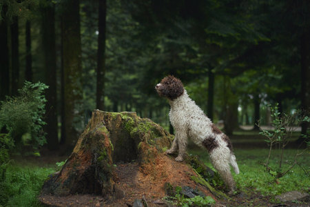 Lagotto climbing mossy treeの写真素材