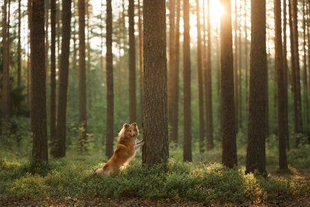 Single Collie sitting in a sunlit forestの写真素材