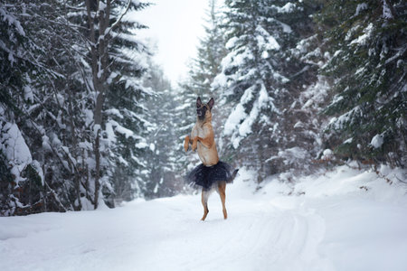 Malinois in tutu in snowの写真素材