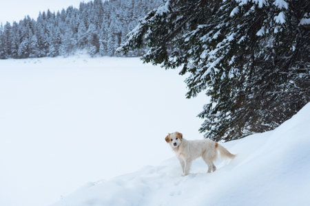 Dog exploring snowy forest trailの写真素材