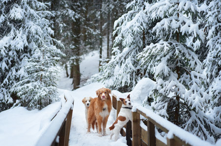 Group of dogs walking on snowy bridgeの写真素材