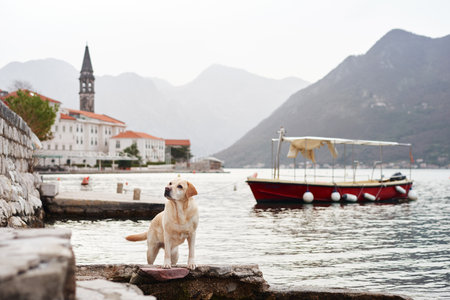 Labrador Retriever on the waterfront dockの写真素材