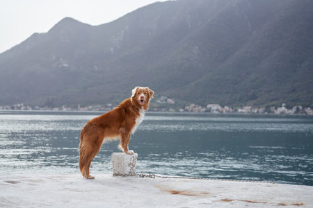 Nova Scotia Duck Tolling Retriever by the seaの写真素材