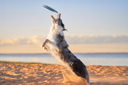 Border Collie jumping to catch frisbee on beach at sunsetの写真素材
