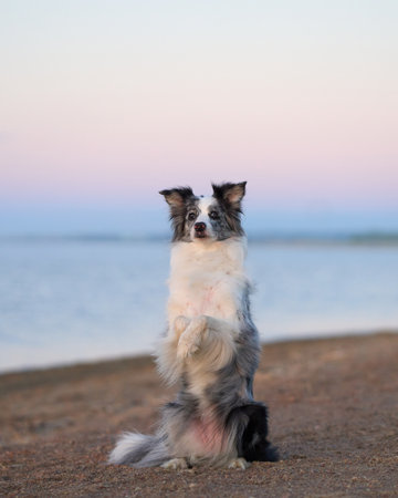 Border Collie sitting at beach with colorful skyの写真素材