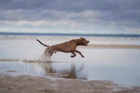 dog running on water on beachの写真素材