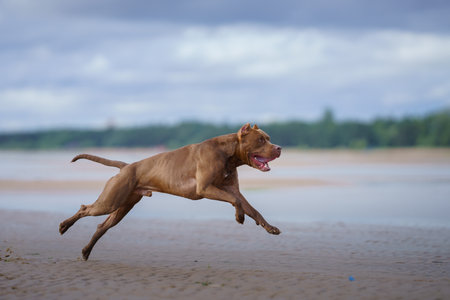 dog running on water on beachの写真素材