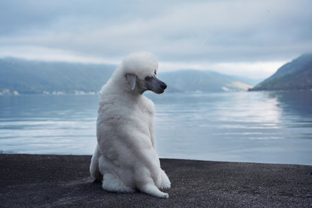 White Poodle seated by a serene lakeの写真素材