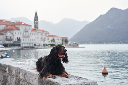 Gordon Setter on a stone dock