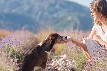 Girl interacting with dog in lavender fieldの写真素材