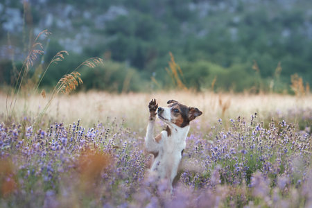 Small dog jumping in lavender flowersの写真素材