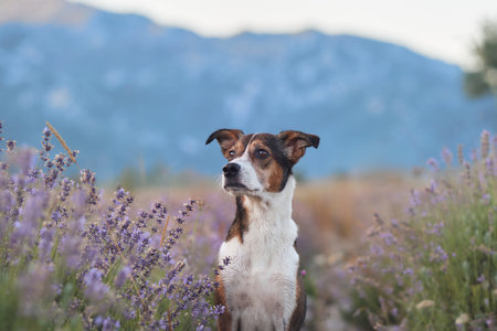 Jack Russell Terrier in serene lavender fieldの写真素材