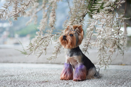 Yorkshire Terrier sitting under a treeの写真素材