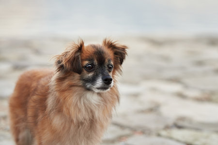 Small brown dog sitting on cobblestones by the lakeの写真素材