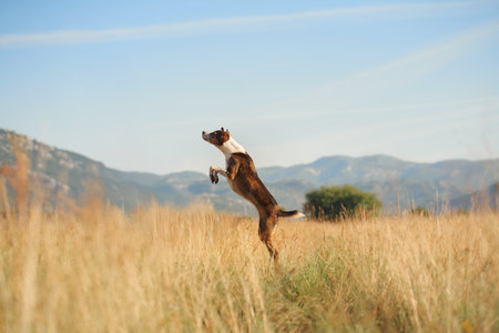 Dog jumping in a sunlit fieldの写真素材