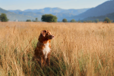 Nova Scotia Duck Tolling Retriever in open fieldの写真素材