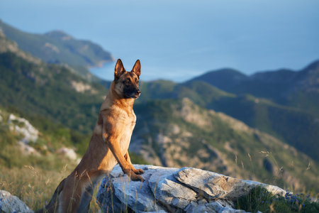 Malinois standing on a rocky edge overlooking hillsの写真素材
