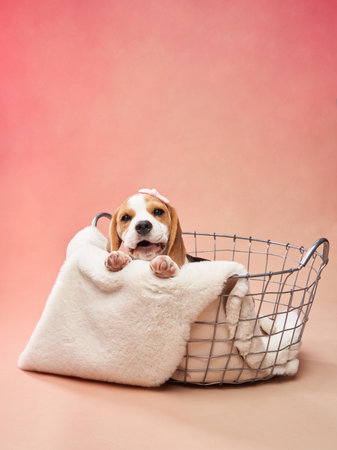 Beagle Puppy in a Basketの写真素材