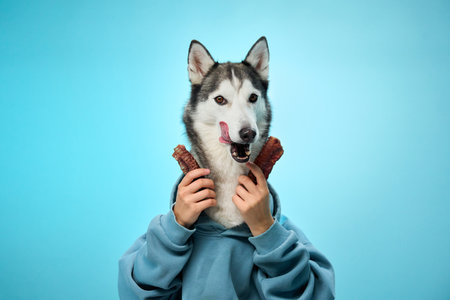 Husky in hoodie enjoying a treatの写真素材