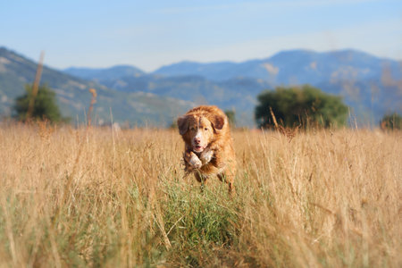 Dog walking in a golden meadowの写真素材