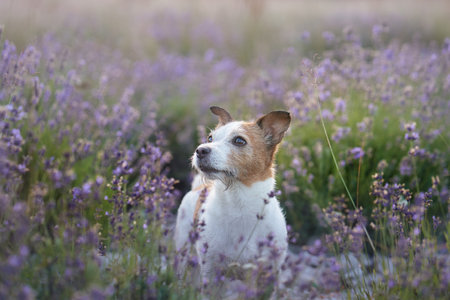 Small dog sitting in lavender fieldの写真素材