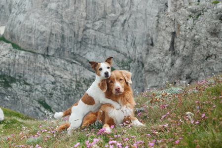 Dogs lying on vibrant meadow near a rocky cliff