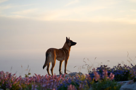 Belgian Malinois gazing at the horizonの写真素材