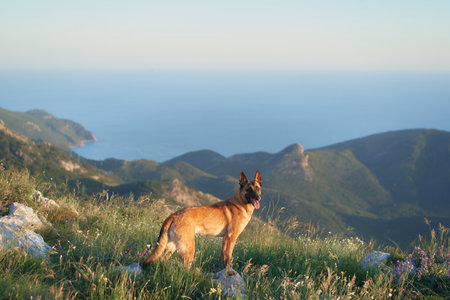 Malinois in the golden hour lightの写真素材