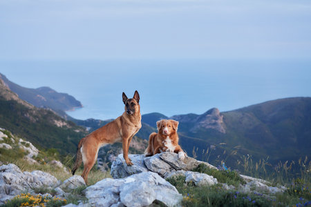 Dogs on a mountain overlook