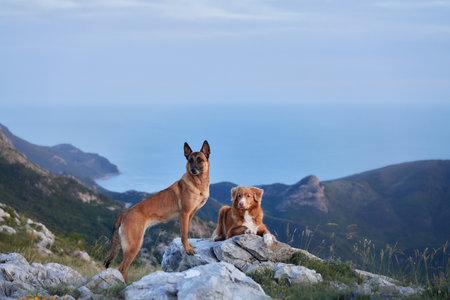 Dogs enjoying a mountain hike