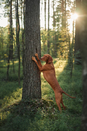 Viszla climbing forest tree