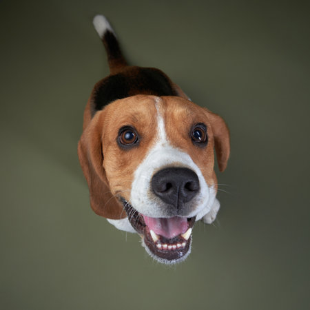 Beagle Jumping Toward the Camera with Happy Expressionの写真素材