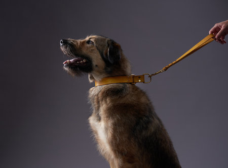 Mixed breed dog with leash in mouth