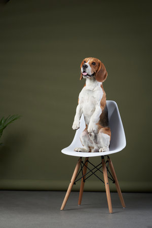Beagle Sitting on Modern Chair with Green Wallの写真素材