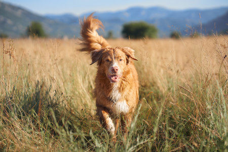 Dog standing in tall grass with mountain viewの写真素材